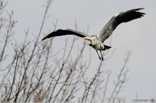 Graureiher (Ardea cinerea)