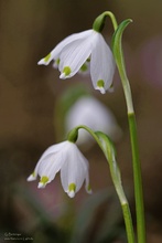 Märzenbecher (Leucojum vernum)