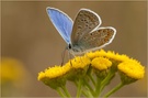 Hauhechelbläuling (Polyommatus icarus)