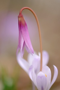 Erythronium dens-canis