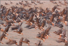 am Niederrhein... Wildgänse *arktische Gänse*
