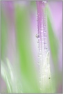 ~ feine Strukturen ~ *Crocus vernus*