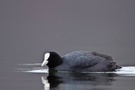 Blässralle (Fulica atra) im Regen