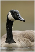 Kanadagans (Branta canadensis)