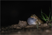 Rufe in der Nacht
