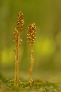 Vogelnestwurz