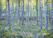 Moorbirkenwald