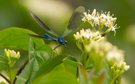 Prachtlibelle in Pose