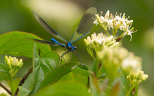 Prachtlibelle in Pose