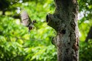 Buntspecht bei der Fütterung des Nachwuchs