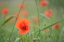 Impression in Rot ..
