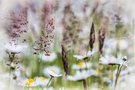 In meiner wilden Wiese