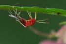 Metamorphose
