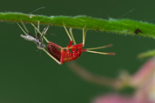 Metamorphose