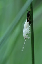 Häutung einer Waldschabe