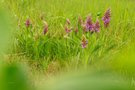 Sie öffnen die Blüten