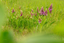 Sie öffnen die Blüten