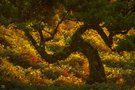 Farnenwelt