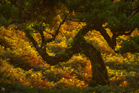 Farnenwelt