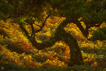 Farnenwelt