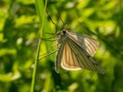 Hartheuspanner (Siona lineata)