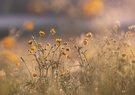 Butterblumen