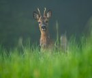 Ein Bock
