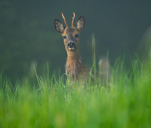 Ein Bock