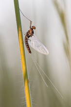 Eintagsfliege mit Raupe