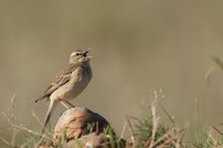 Singender Brachpieper