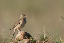 Singender Brachpieper