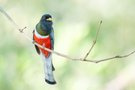 Kupfertrogon