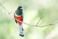 Kupfertrogon