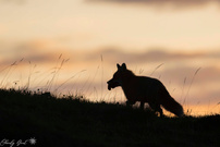 Mal ein etwas anderes Fuchsfoto
