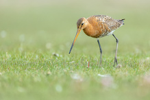 Uferschnepfe