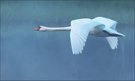 *Schwan im Flug ........*