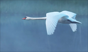 *Schwan im Flug ........*