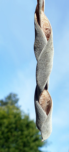 Samenzopf
