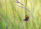 Ein kleiner Schatz in der Wiese