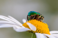 Dem Rosenkäfer schmeckten auch die Margeriten