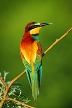 Die Stille Jagt der Farben