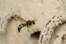 Gemeine Schornsteinwespe (Odynerus spinipes)