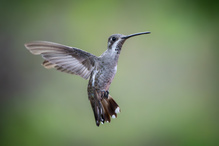 Schattenkolibri