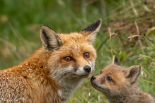 „Kleine Seele der Wildnis“
