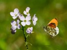 Einmal ein Flugbild