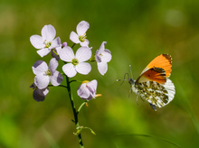 Einmal ein Flugbild