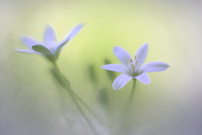 Duo
