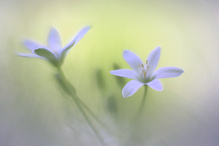 Duo