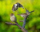 Familie Spatz