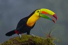 Was für ein komischer Vogel!
